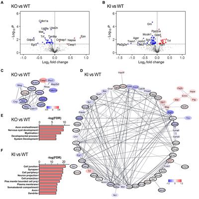 The TMEM106B T186S coding variant increases neurite arborization and synaptic density in primary hippocampal neurons